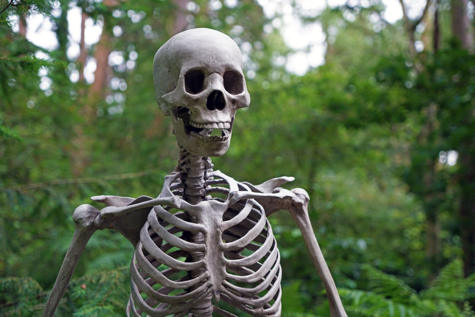 Sony a7R II + Sony Vario Tessar T* FE 24-70mm F4 ZA OSS sample photo. Skeleton, forest, scary photography