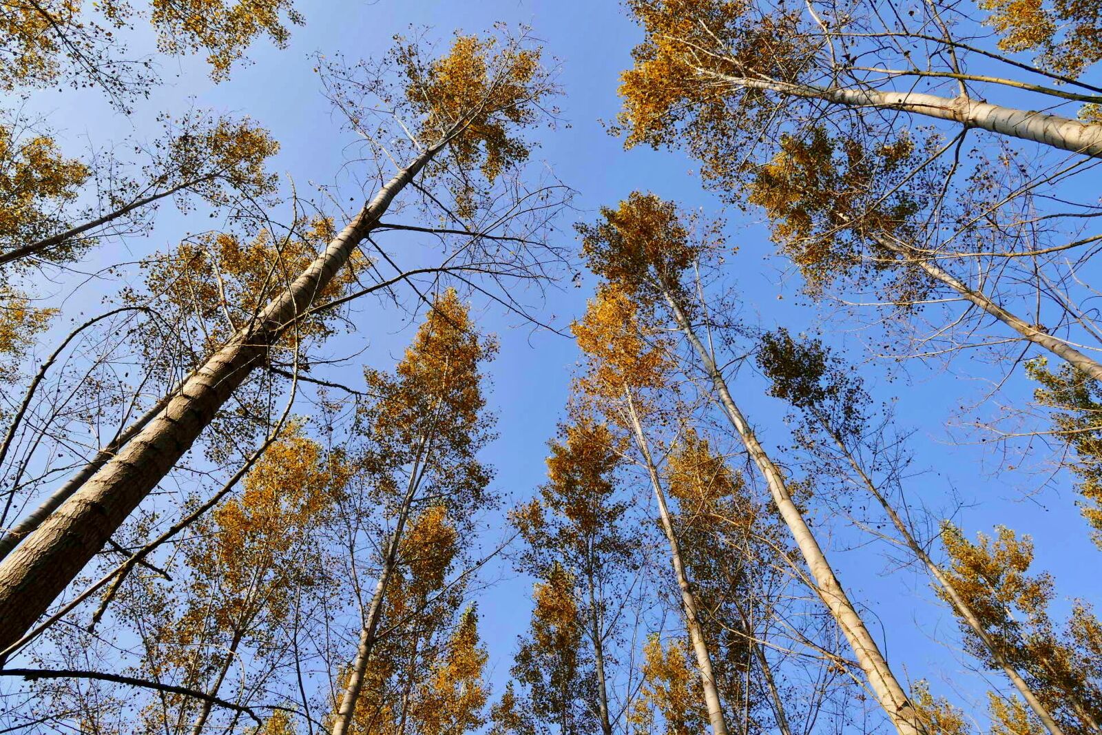 Panasonic Lumix DMC-FZ1000 sample photo. Forest, trees, nature photography