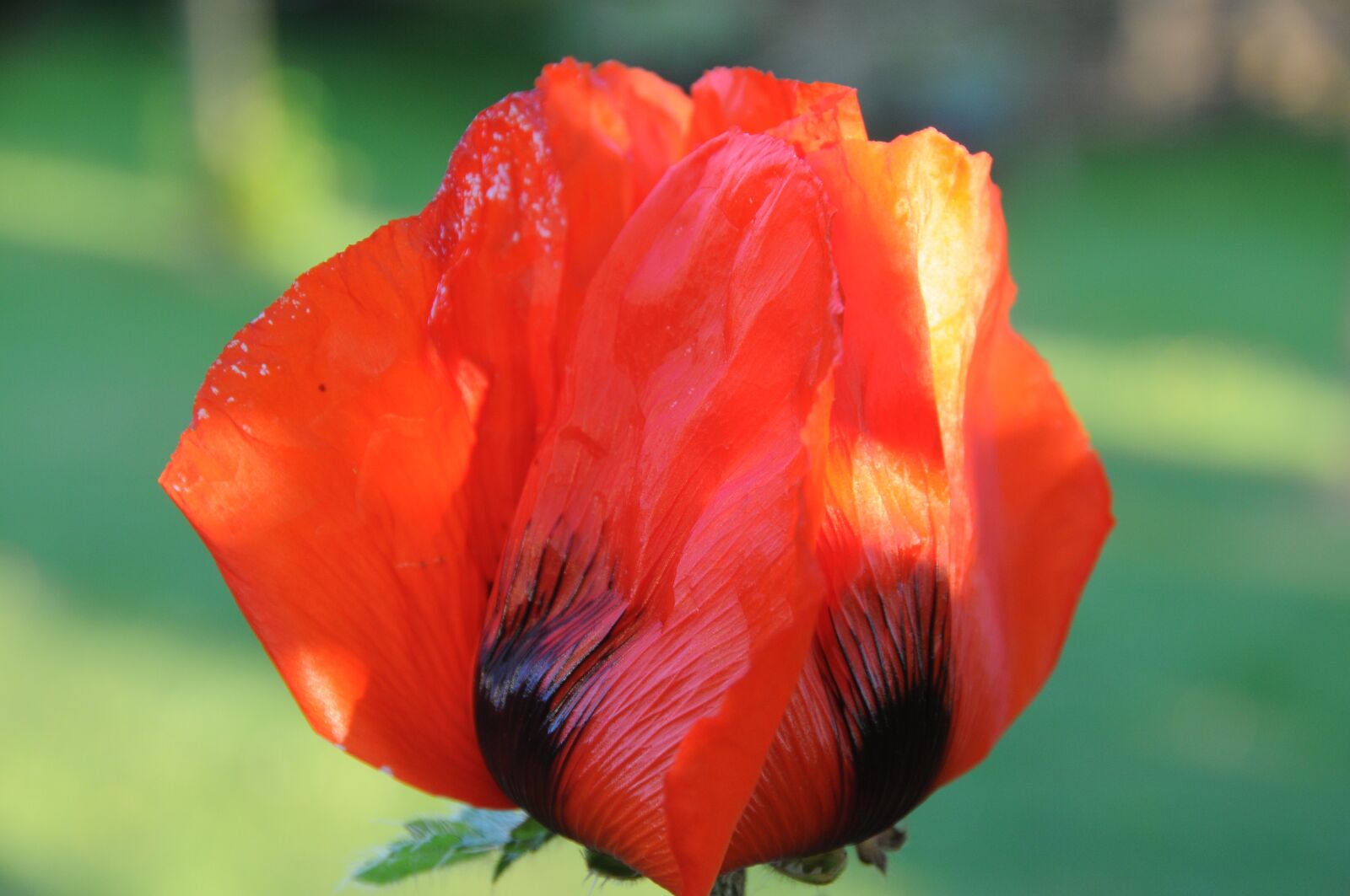 Nikon D300S sample photo. Poppy, red, poppy flower photography