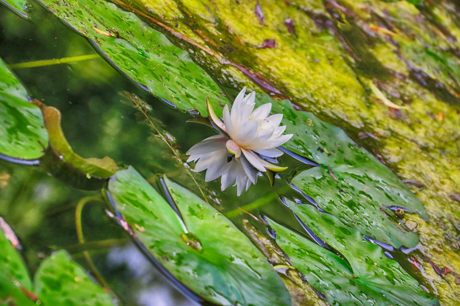 Canon EOS 70D sample photo. Water lily, reflection, flower photography