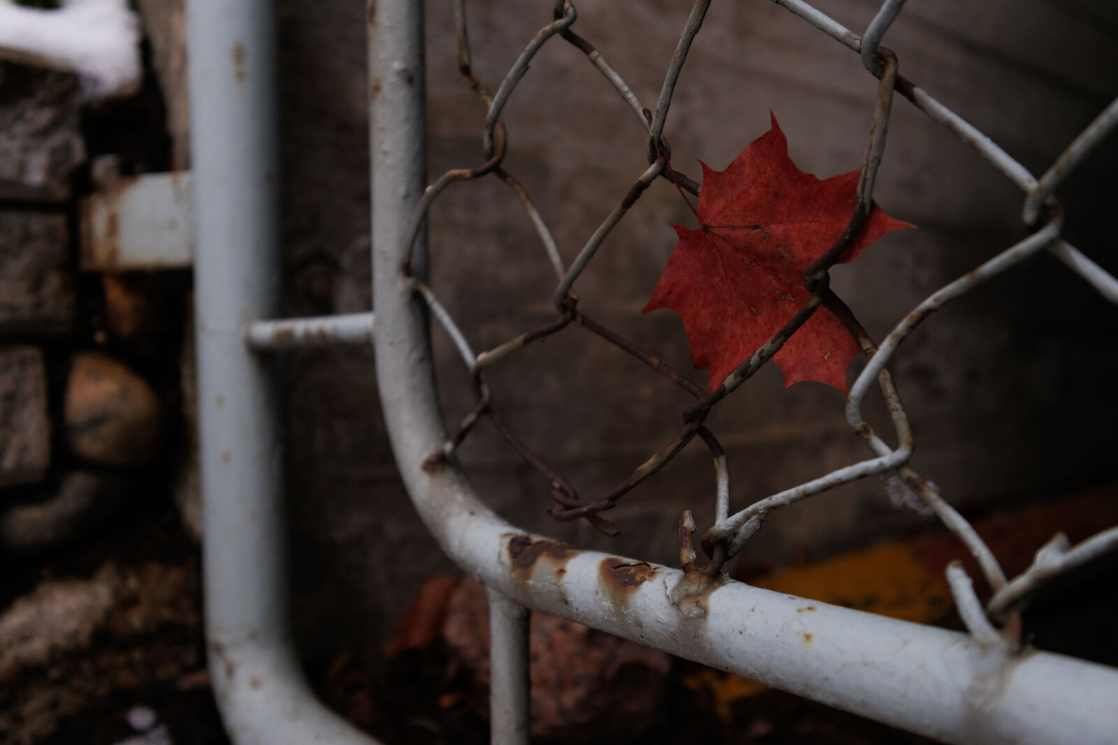 Canon EOS R7 sample photo. Last season leaf 18mm photography