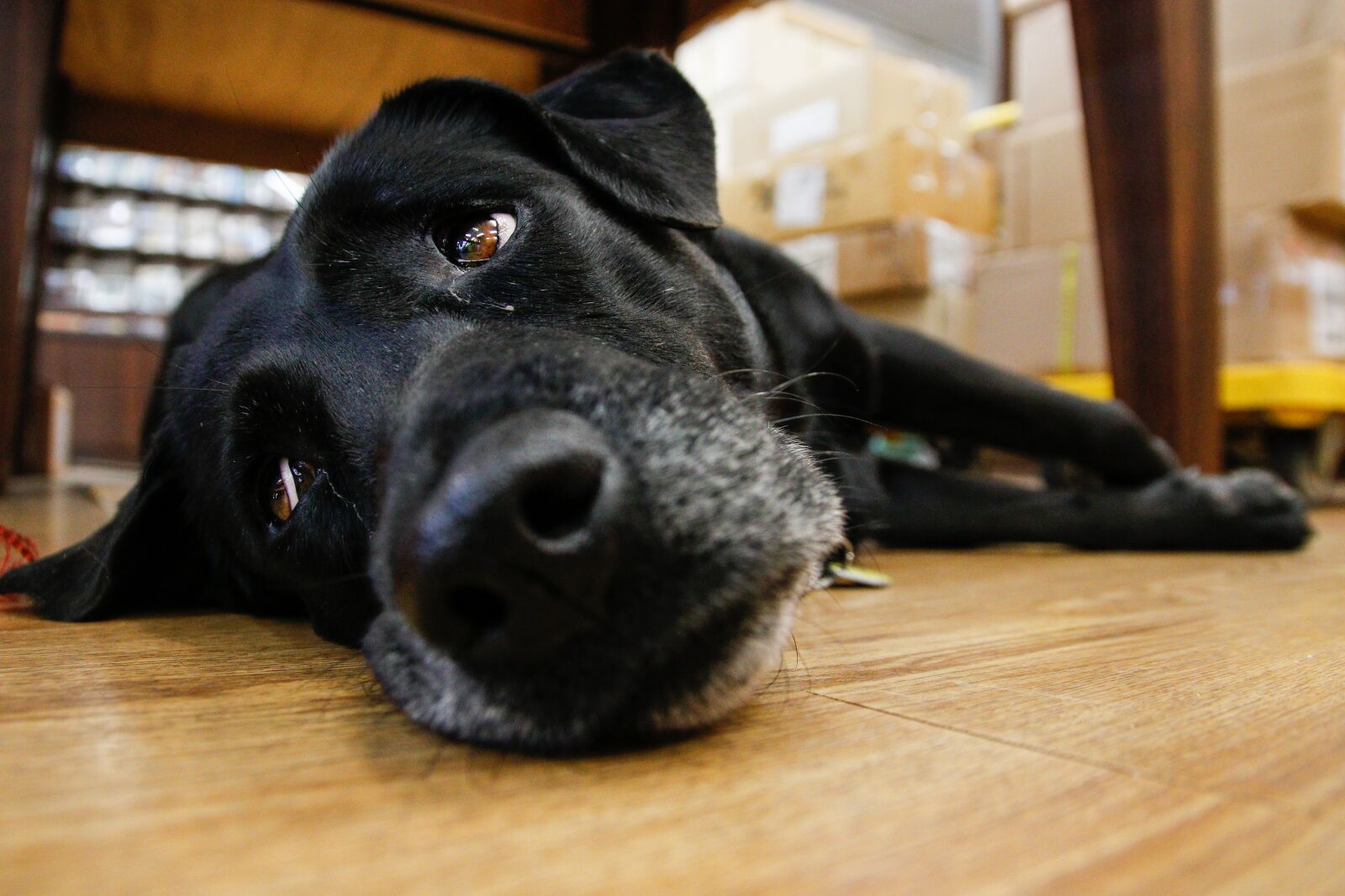 Canon EOS 80D sample photo. Taiwan, the black dog photography