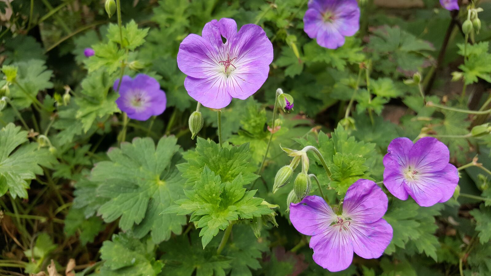 Samsung Galaxy S6 sample photo. Cranesbill, shrub, nature photography