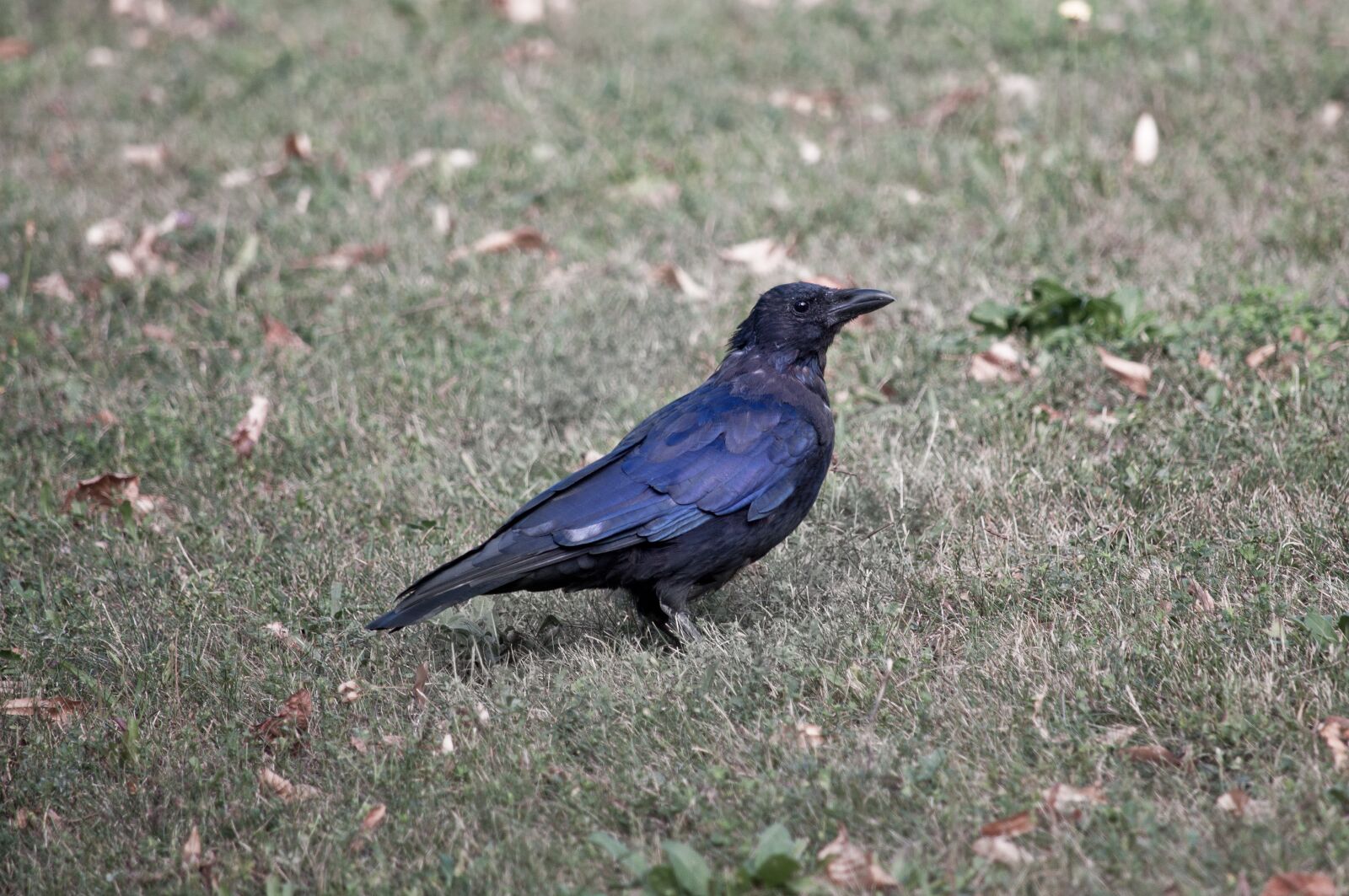 Nikon D90 sample photo. Bird, raven, crow photography