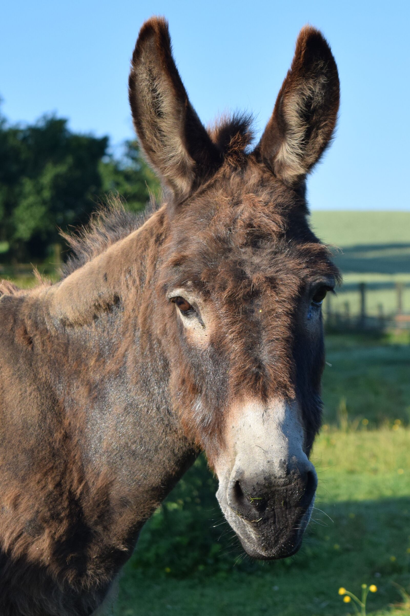 Nikon D3300 sample photo. Donkey, view, interest photography