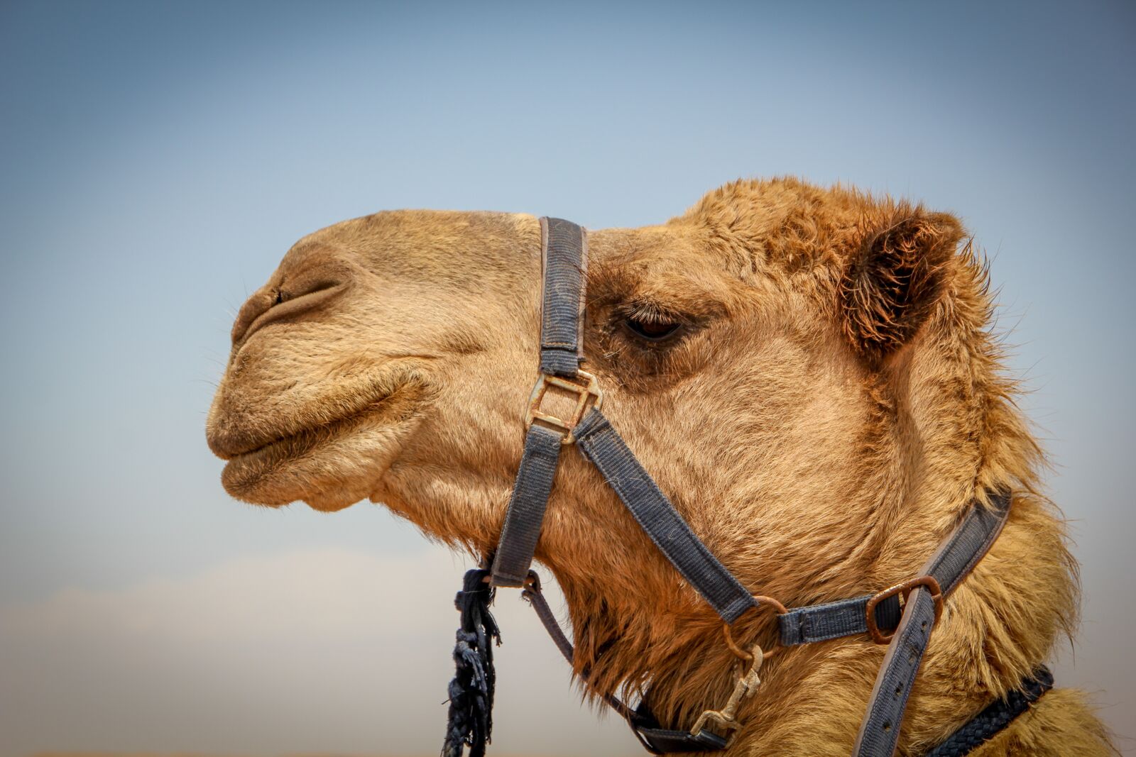 Canon EOS 550D (EOS Rebel T2i / EOS Kiss X4) sample photo. Camel, face, close-up photography