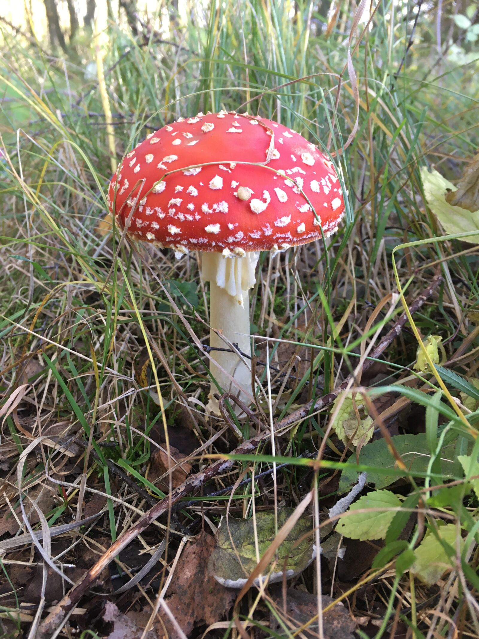 iPhone SE back camera 4.15mm f/2.2 sample photo. Fungus, mochomůrka, grass photography