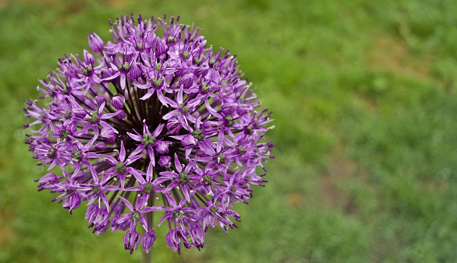 Sony DT 18-55mm F3.5-5.6 SAM II sample photo. Hagymavirág, flower, nature photography