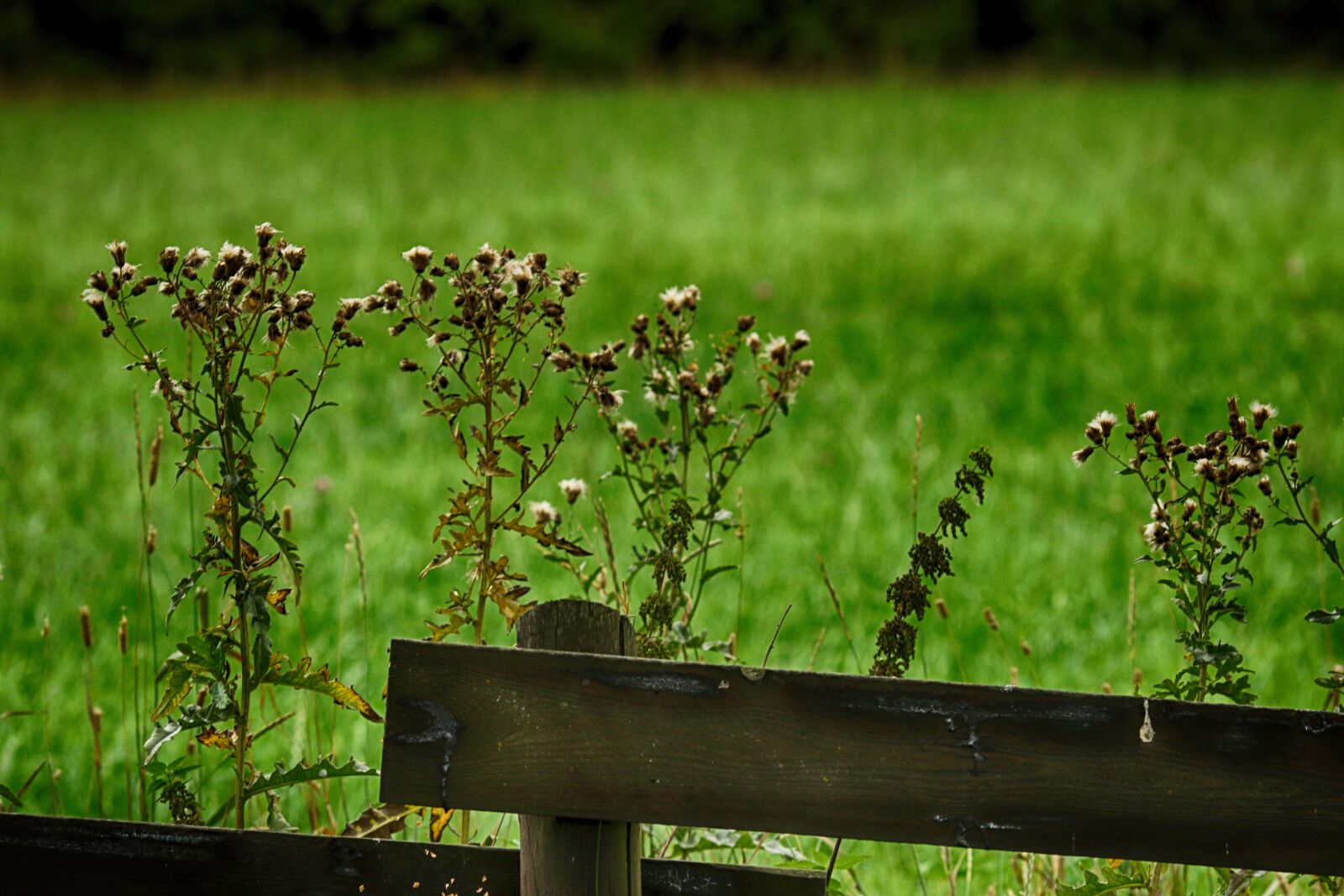 Canon EOS 7D Mark II + Canon EF 135mm F2L USM sample photo. Nature, wild flower, fence photography