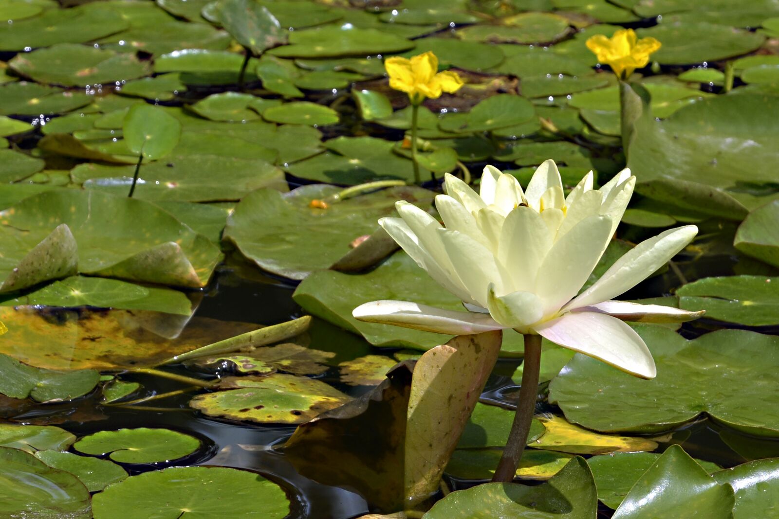 Nikon D7100 sample photo. Water lily, nature, pond photography