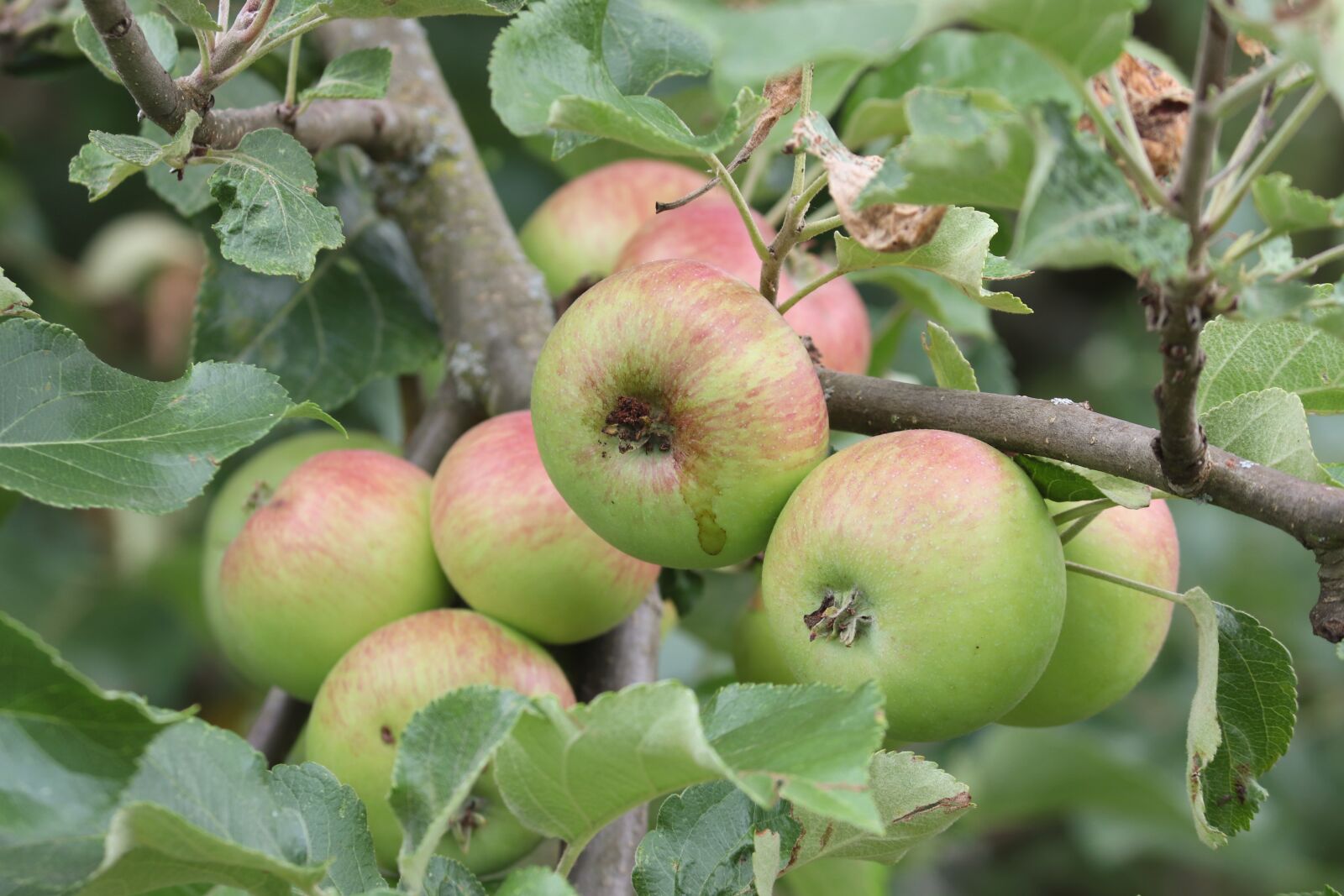 Canon EOS 200D (EOS Rebel SL2 / EOS Kiss X9) sample photo. Apple, apple tree, fruits photography