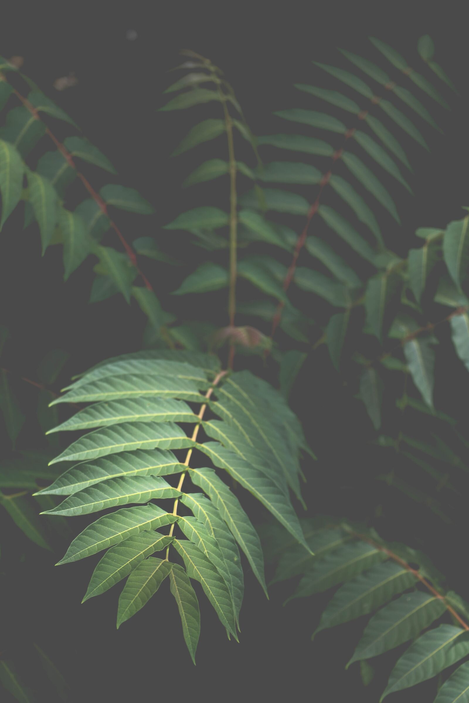 Canon EOS 760D (EOS Rebel T6s / EOS 8000D) sample photo. Green, leaves, nature photography