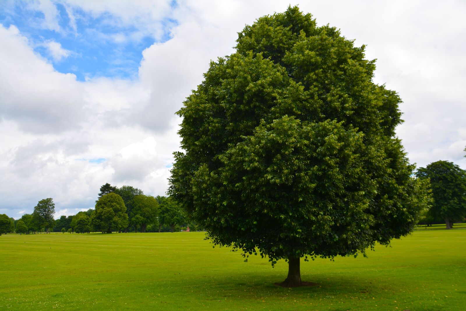 Nikon D5200 sample photo. Tree, park, grass photography