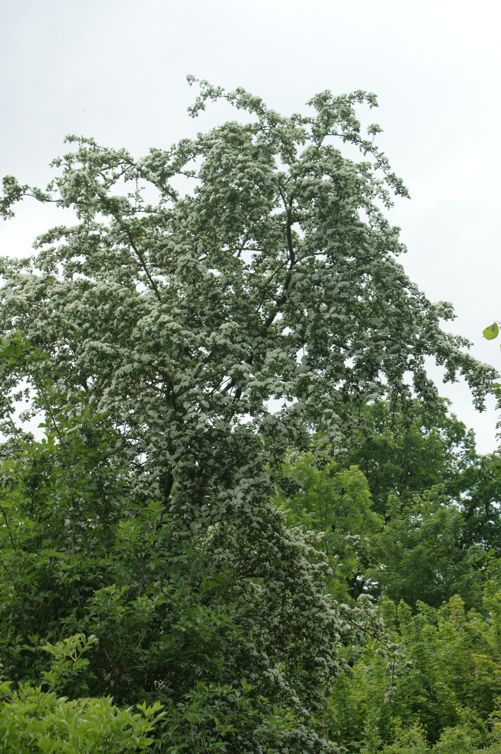 Sony Alpha DSLR-A350 sample photo. Tree, nature, landscape photography