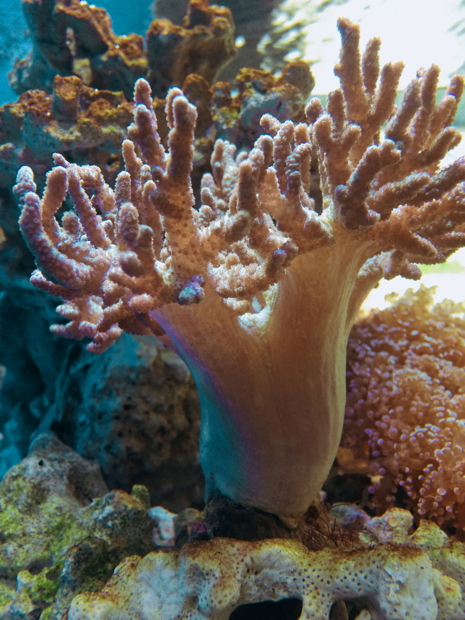 iPhone 5s back camera 4.15mm f/2.2 sample photo. Coral, deep, ocean photography