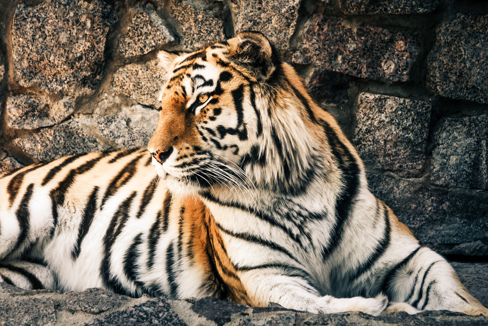 Canon EF-S 17-85mm F4-5.6 IS USM sample photo. Animal, animal, photography, big photography