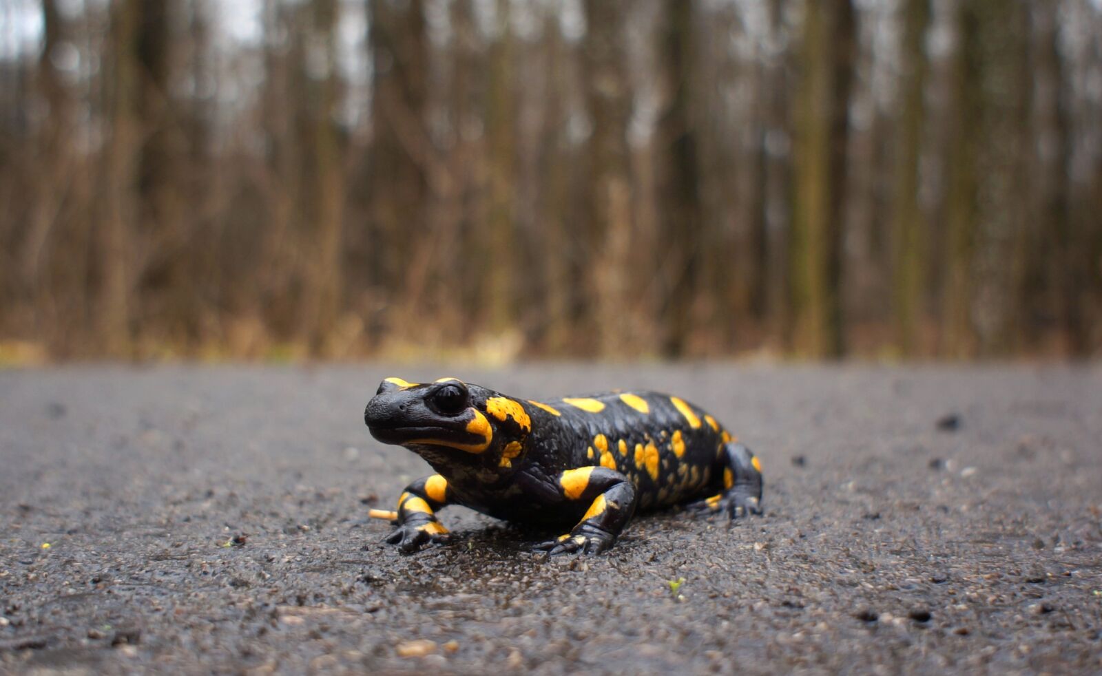 Sony Alpha NEX-5N + Sony E 16mm F2.8 sample photo. Nature, salamander, fire salamander photography