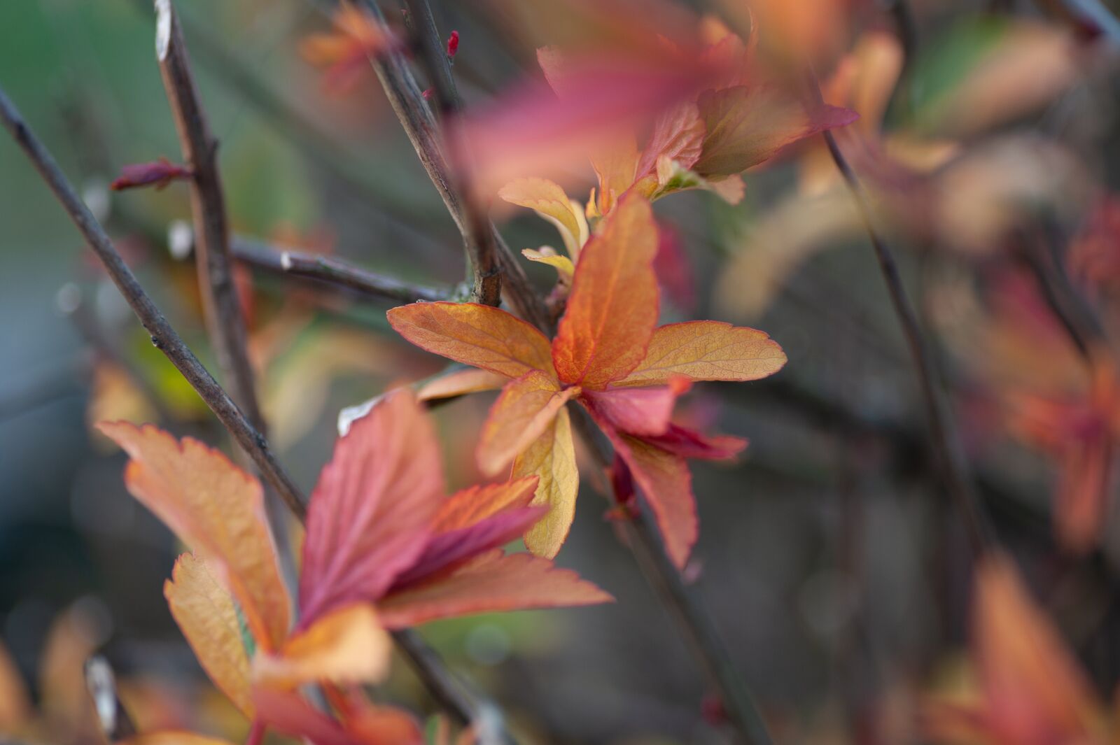 Nikon D700 sample photo. Leaves, red, nature photography