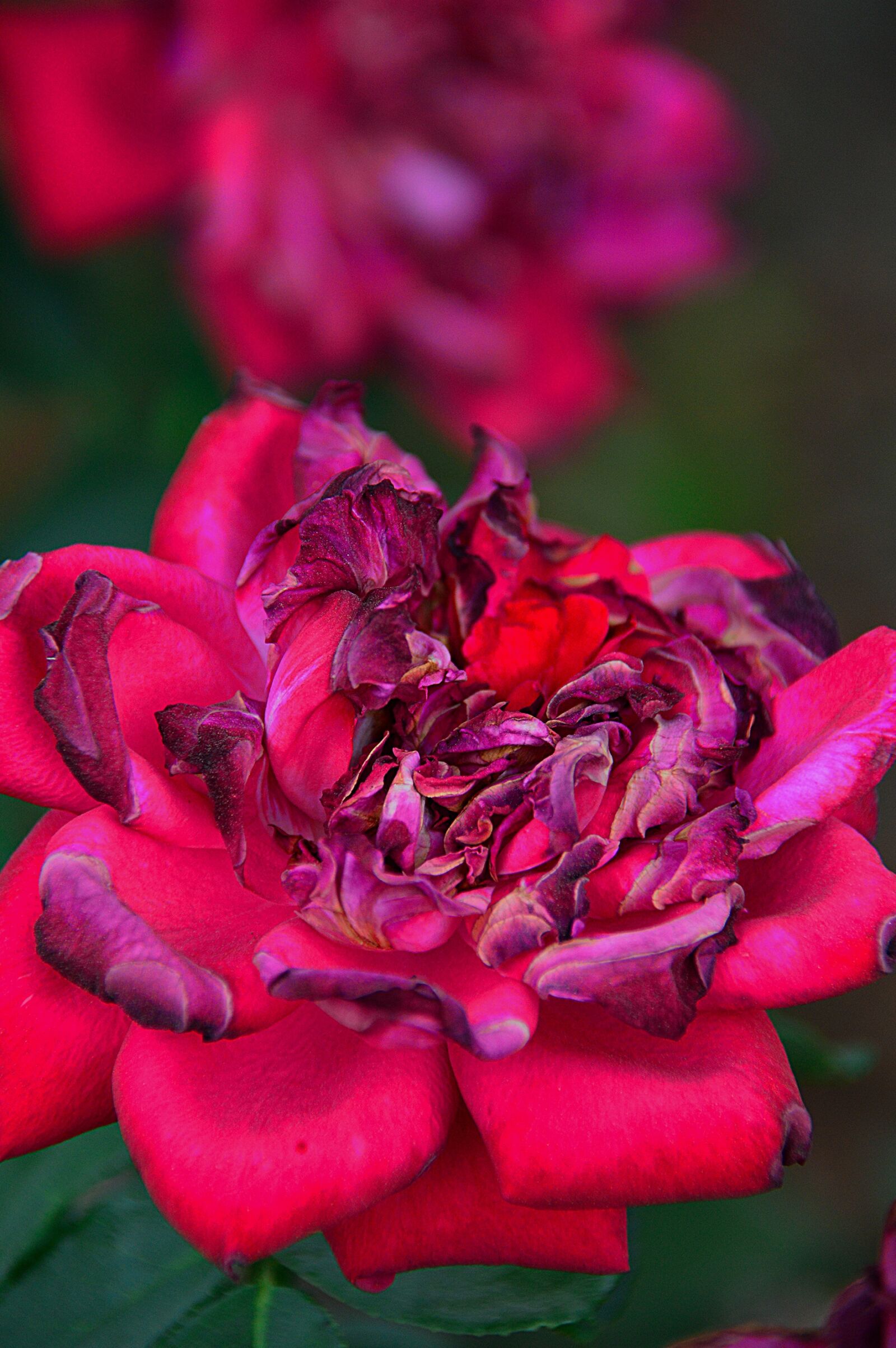 Nikon D3200 sample photo. Rose, petal, red photography