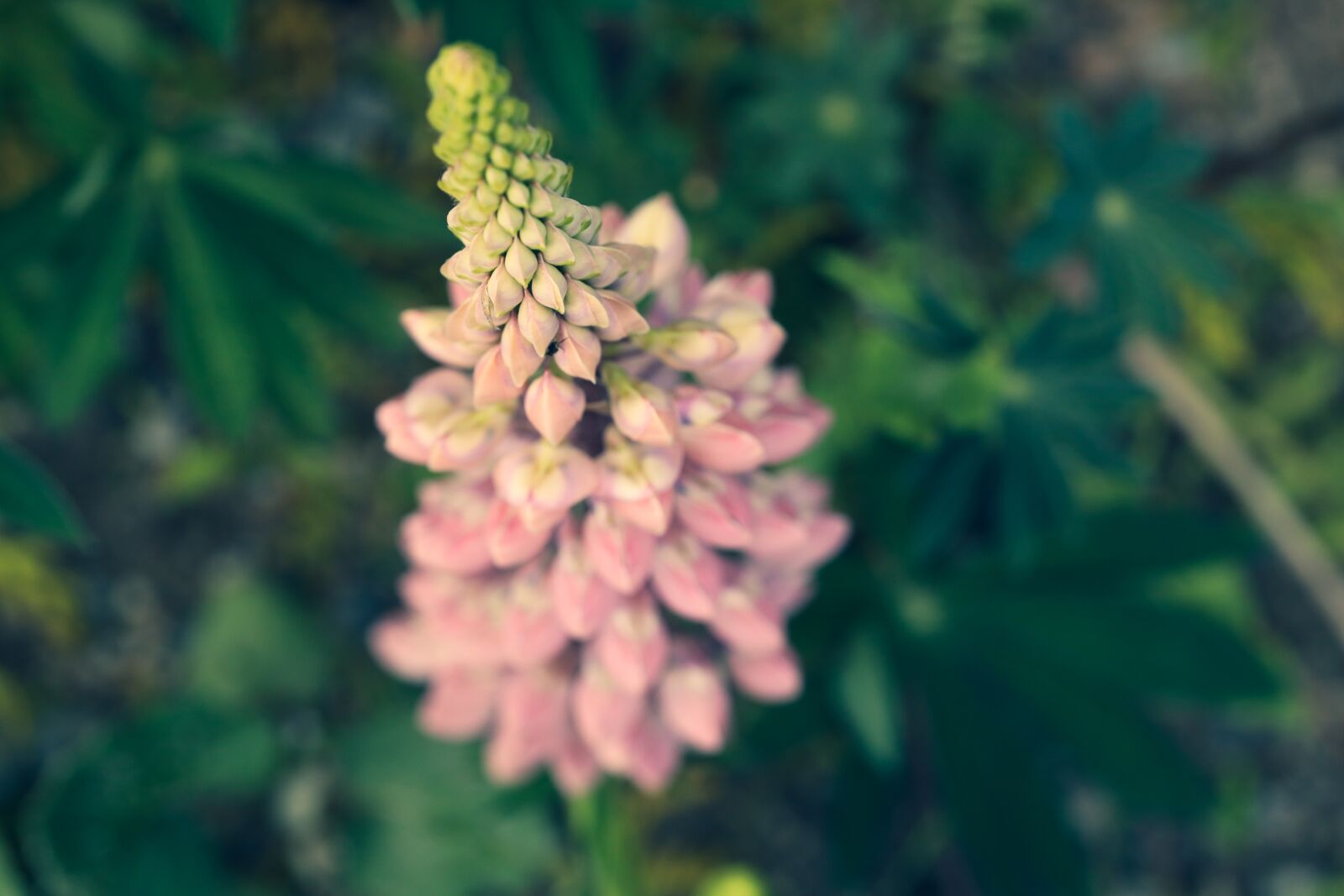 Canon EOS R sample photo. Lupin, flower, nature photography