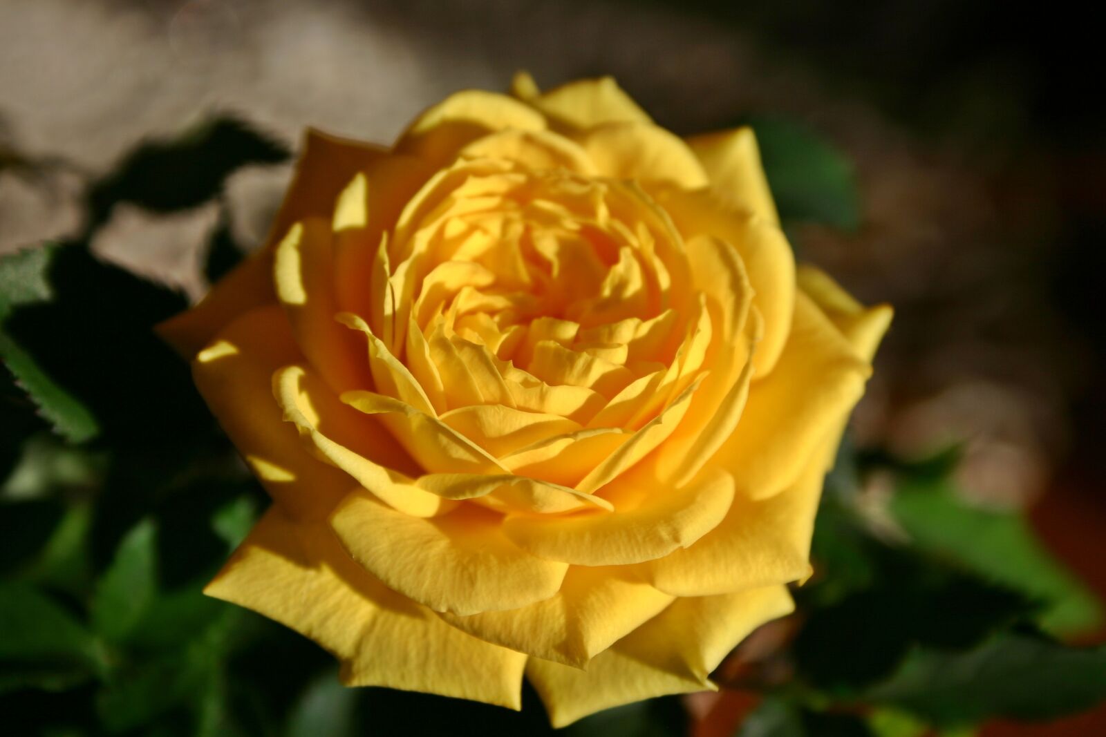 Canon EOS 300D (EOS Digital Rebel / EOS Kiss Digital) sample photo. Rose, flower, blossom photography