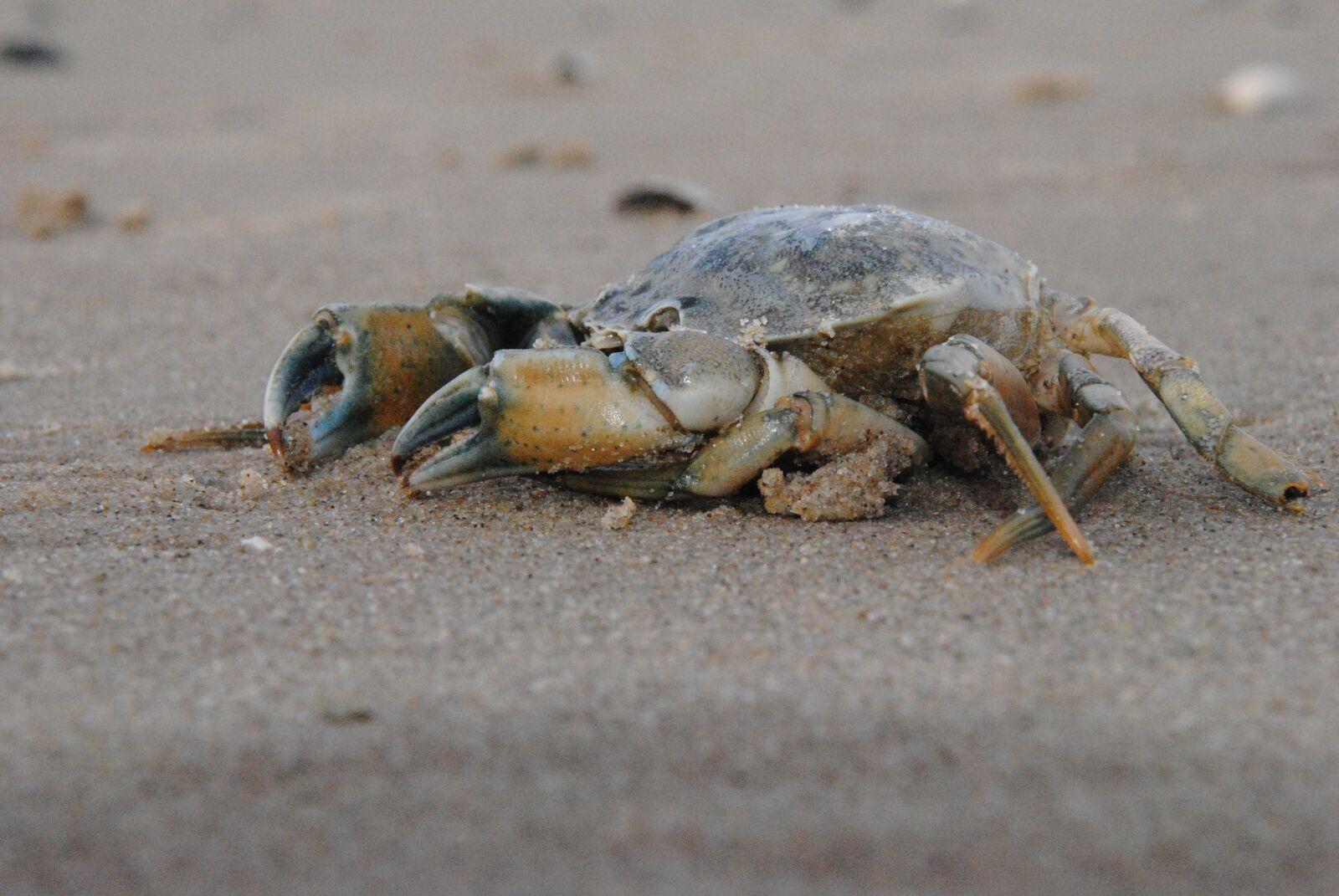Nikon D3000 sample photo. Animal, nature, animal world photography