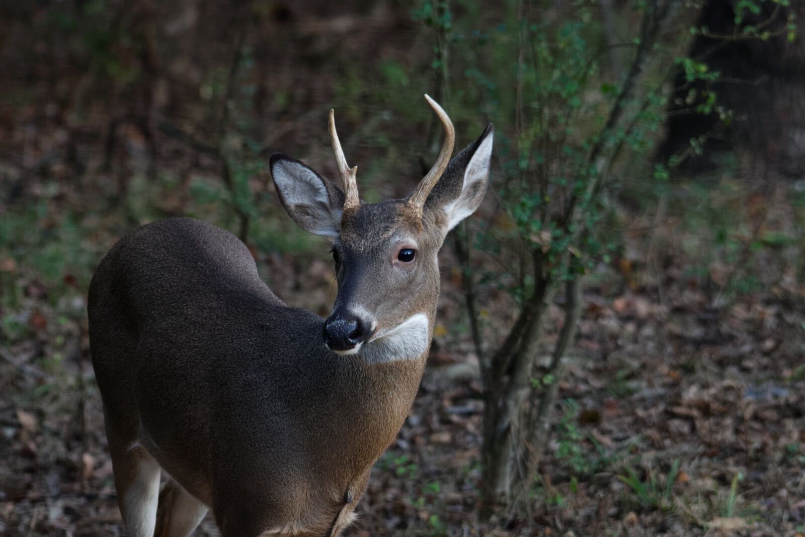 Canon EOS 70D sample photo. Deer, young, buck photography