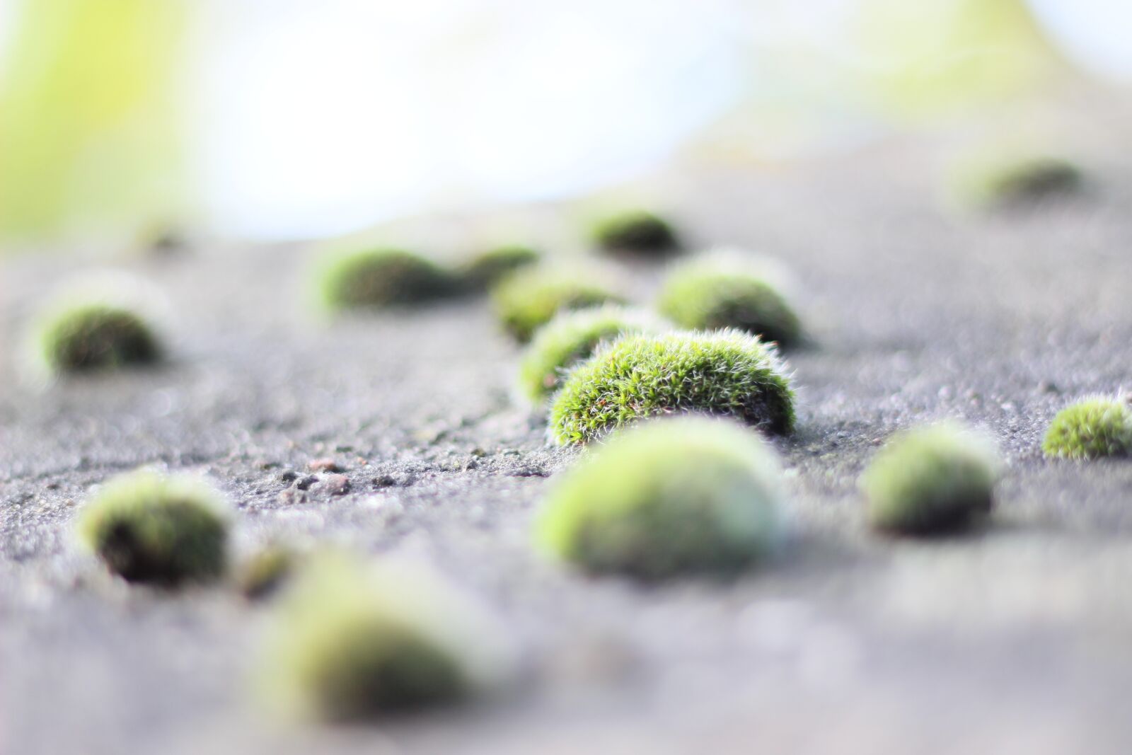 Canon EOS 600D (Rebel EOS T3i / EOS Kiss X5) + Canon EF 50mm F1.8 II sample photo. Moss, plant, nature photography