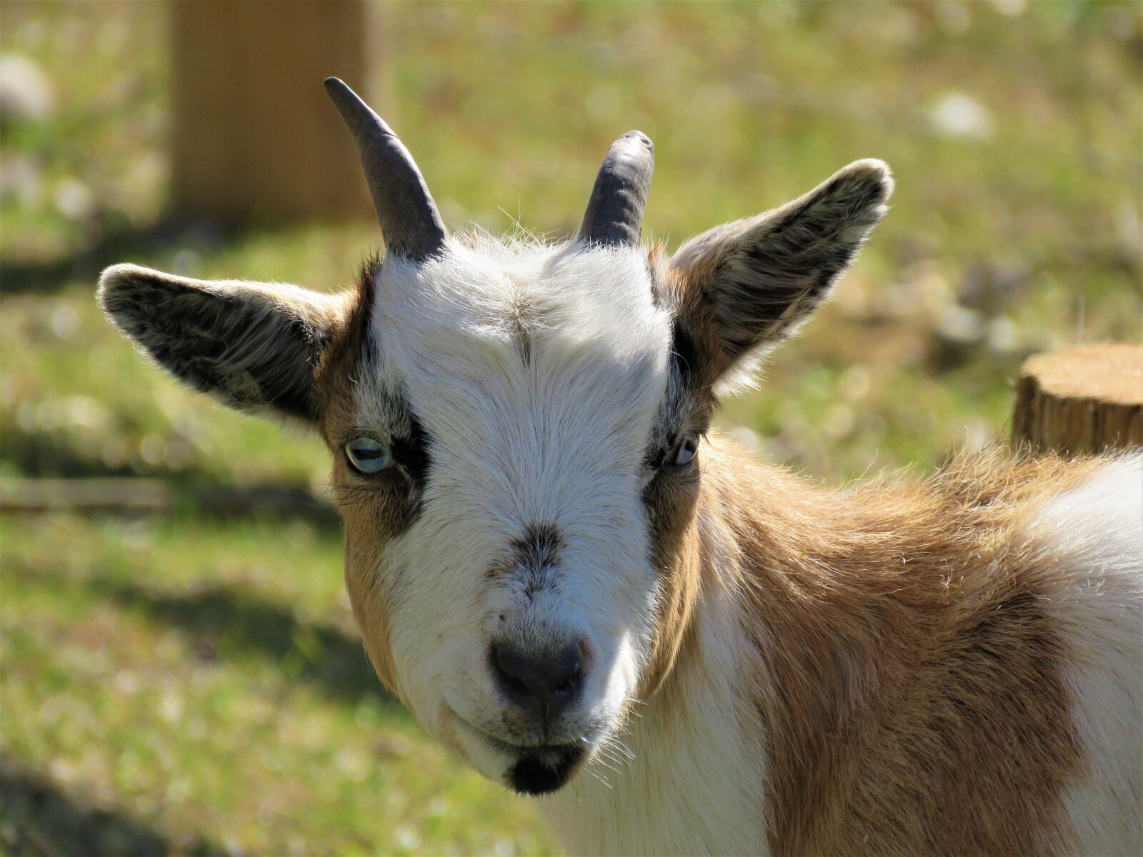 Canon PowerShot SX60 HS sample photo. Goat, farm, farm animal photography