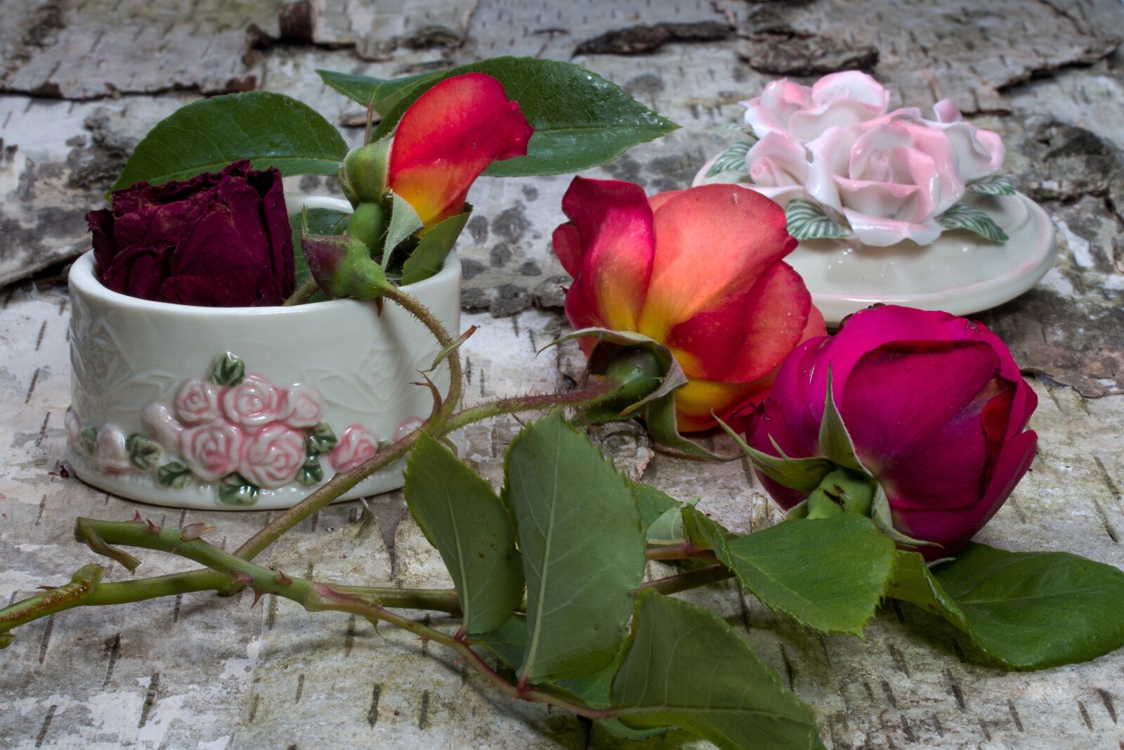 Canon EF-S 60mm F2.8 Macro USM sample photo. Flowers, roses, birch bark photography