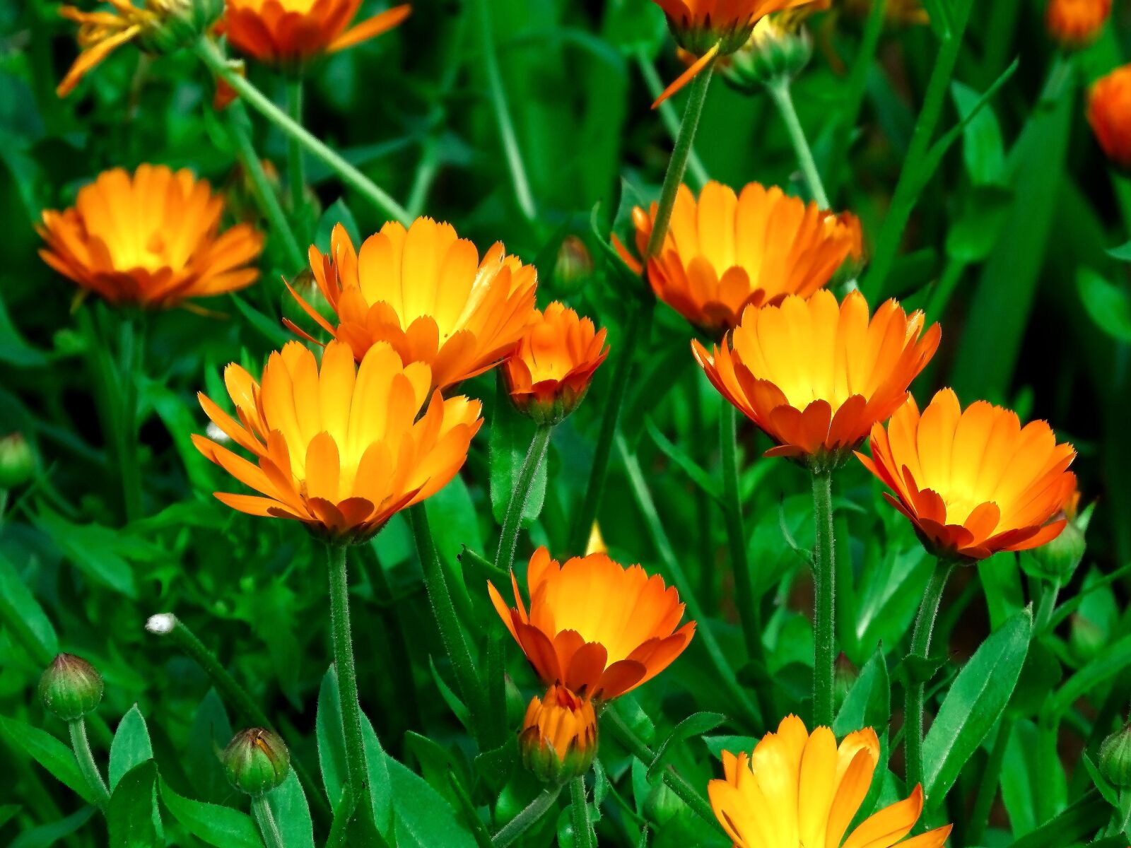 Canon PowerShot SX60 HS sample photo. Flowers, calendula, yellow photography