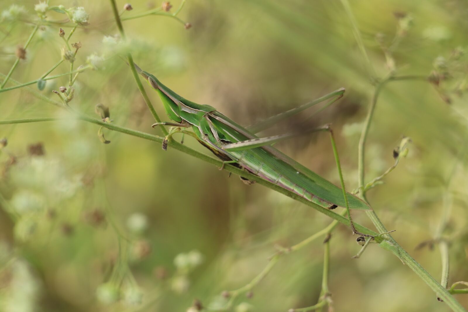 Canon EF-S 18-135mm F3.5-5.6 IS USM sample photo. Green grasshopper, grasshopper, indian photography