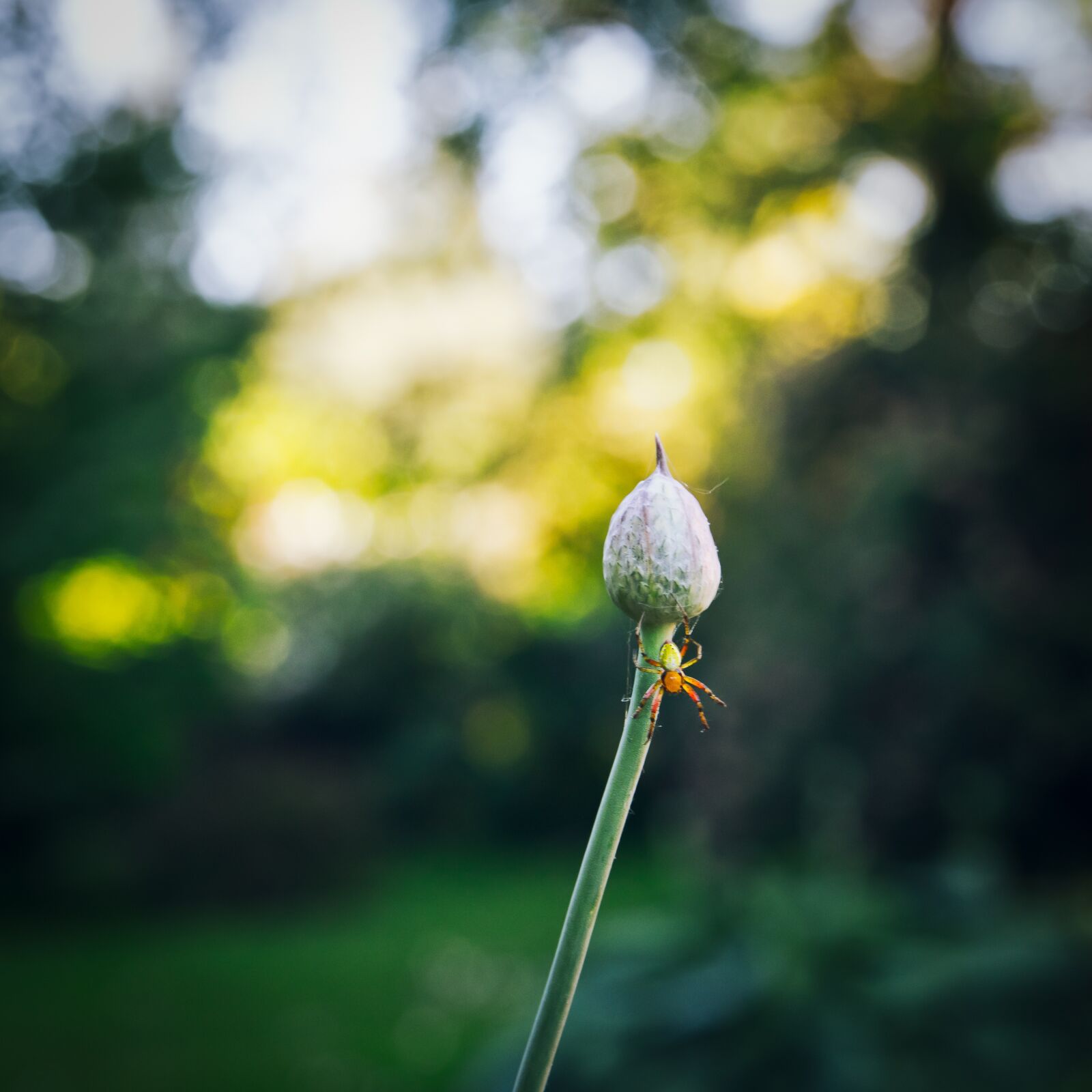 Nikon D5600 sample photo. Spider, nature, insect photography
