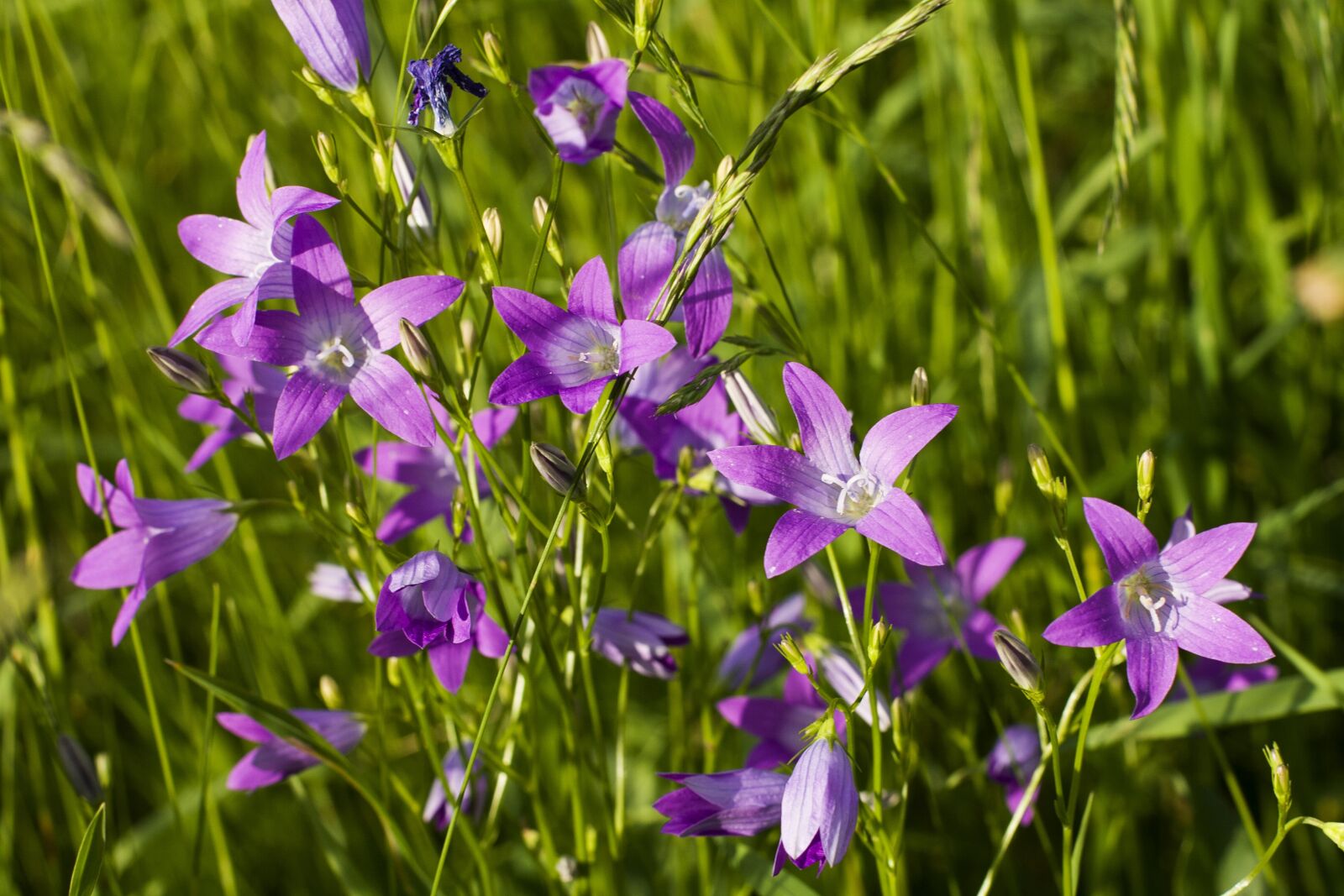 Canon EF 50mm F1.4 USM sample photo. Beautiful bluebells, bell, flower photography