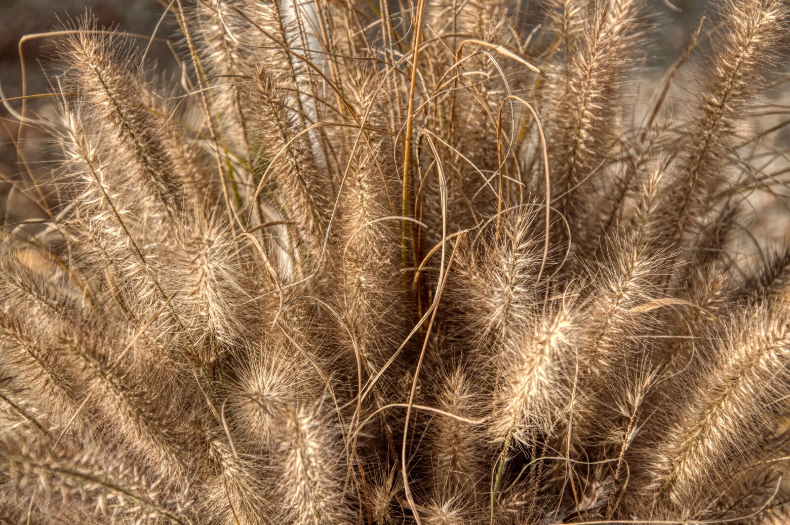 Nikon D5000 sample photo. Faded, dry, infructescence photography