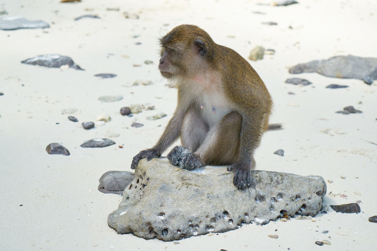 Sony a7R II sample photo. Monkey, beach, animal photography