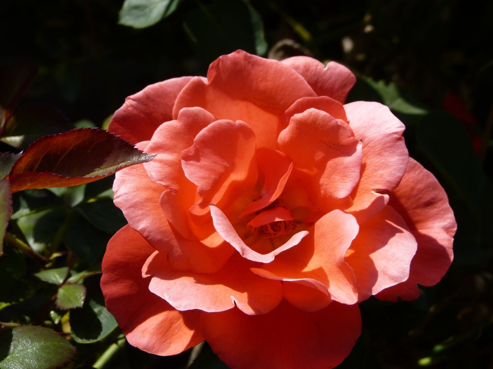 Panasonic Lumix DMC-FZ150 sample photo. Rose, flower, blossom photography