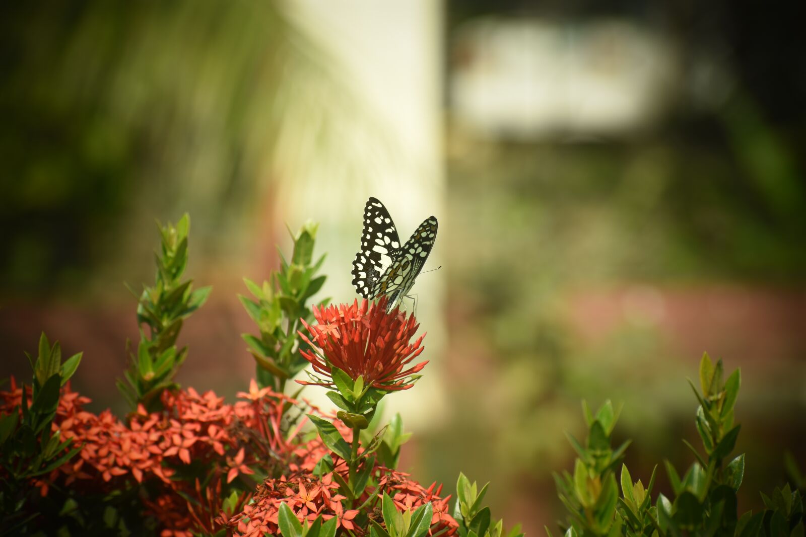 Nikon D5600 sample photo. Nature, flower, flora photography