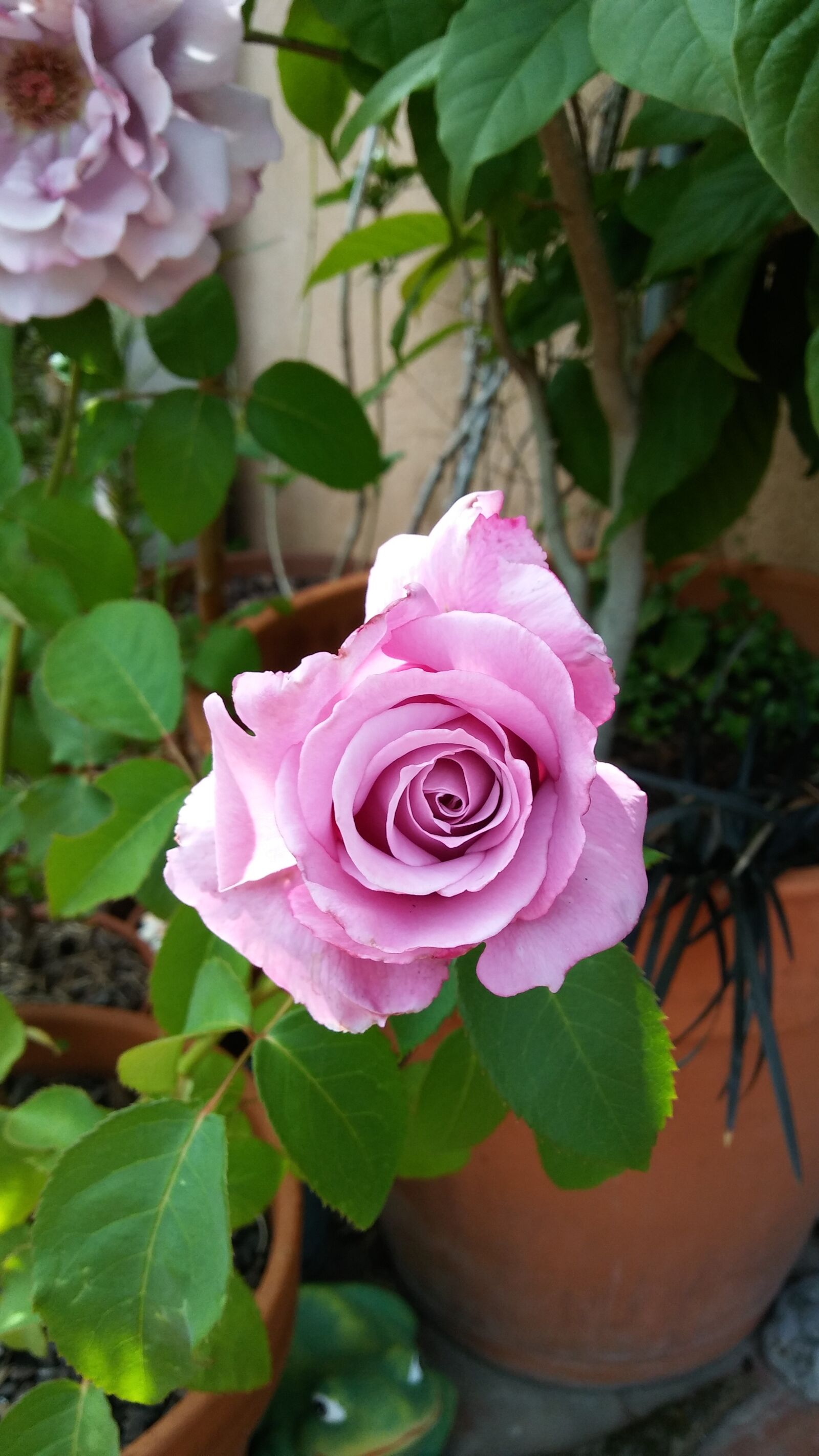 LG K10 sample photo. Rosa, flower, pink flower photography