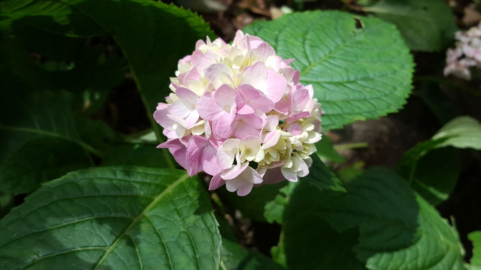 Samsung Galaxy Note5 sample photo. Hydrangea, pink red, plant photography