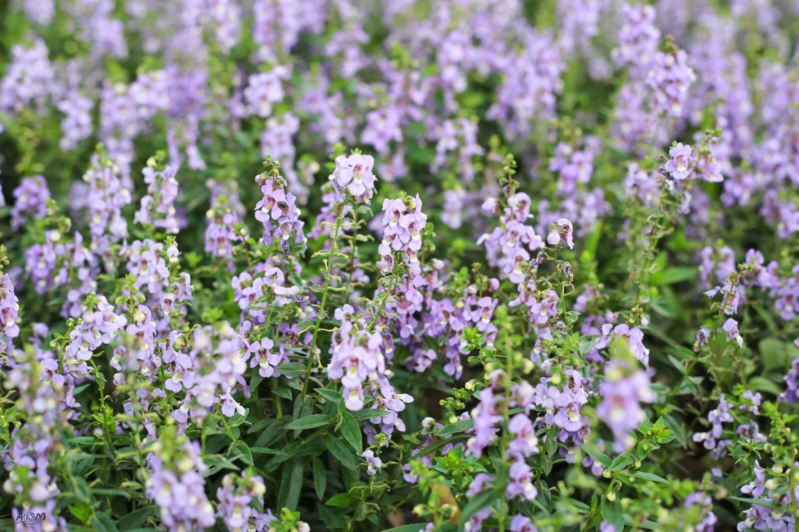 Canon EOS 6D + Canon EF 50mm F1.8 STM sample photo. Flowers, pretty, beautiful flowers photography