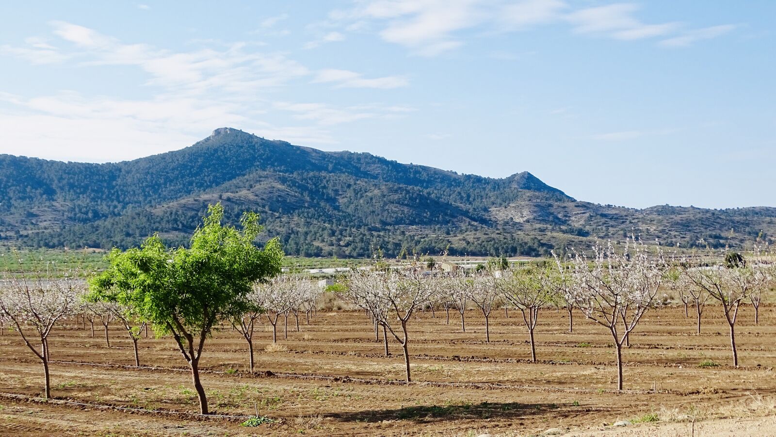 Sony Cyber-shot DSC-HX400V sample photo. Berg, baum, spain photography