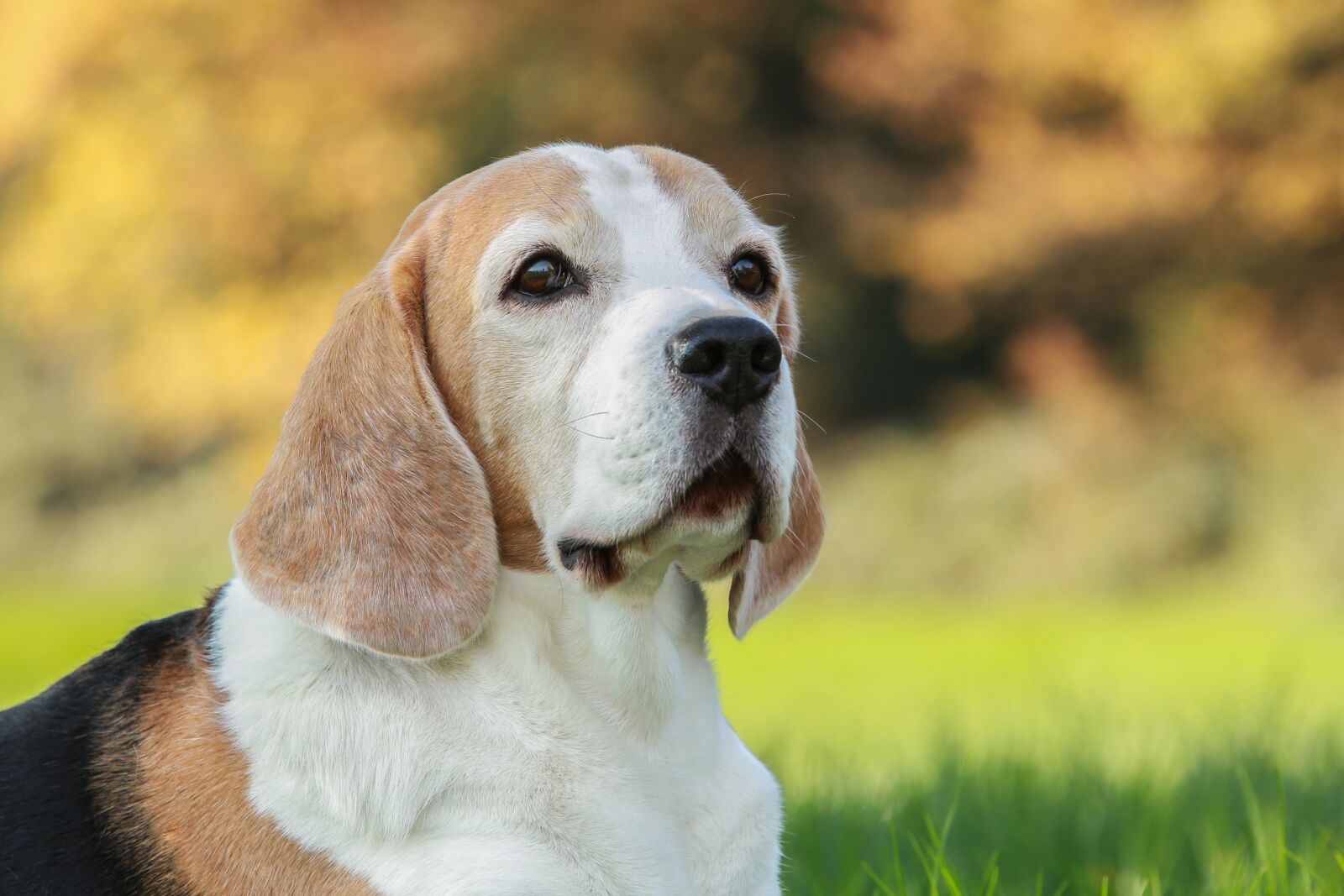 Canon EOS 5D Mark III sample photo. Beagle, hunting dog, pack photography