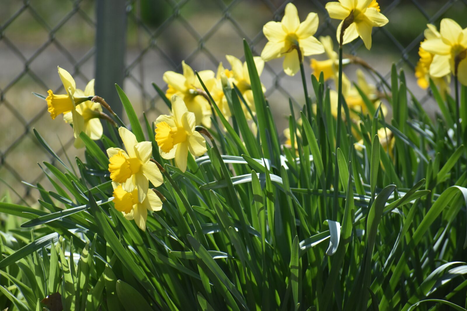 Nikon D3400 sample photo. Daffodil, flower, yellow photography
