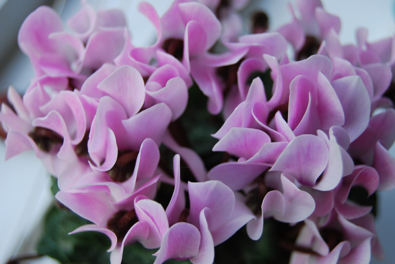 Nikon D60 sample photo. Flower, cyclamen, blooms photography