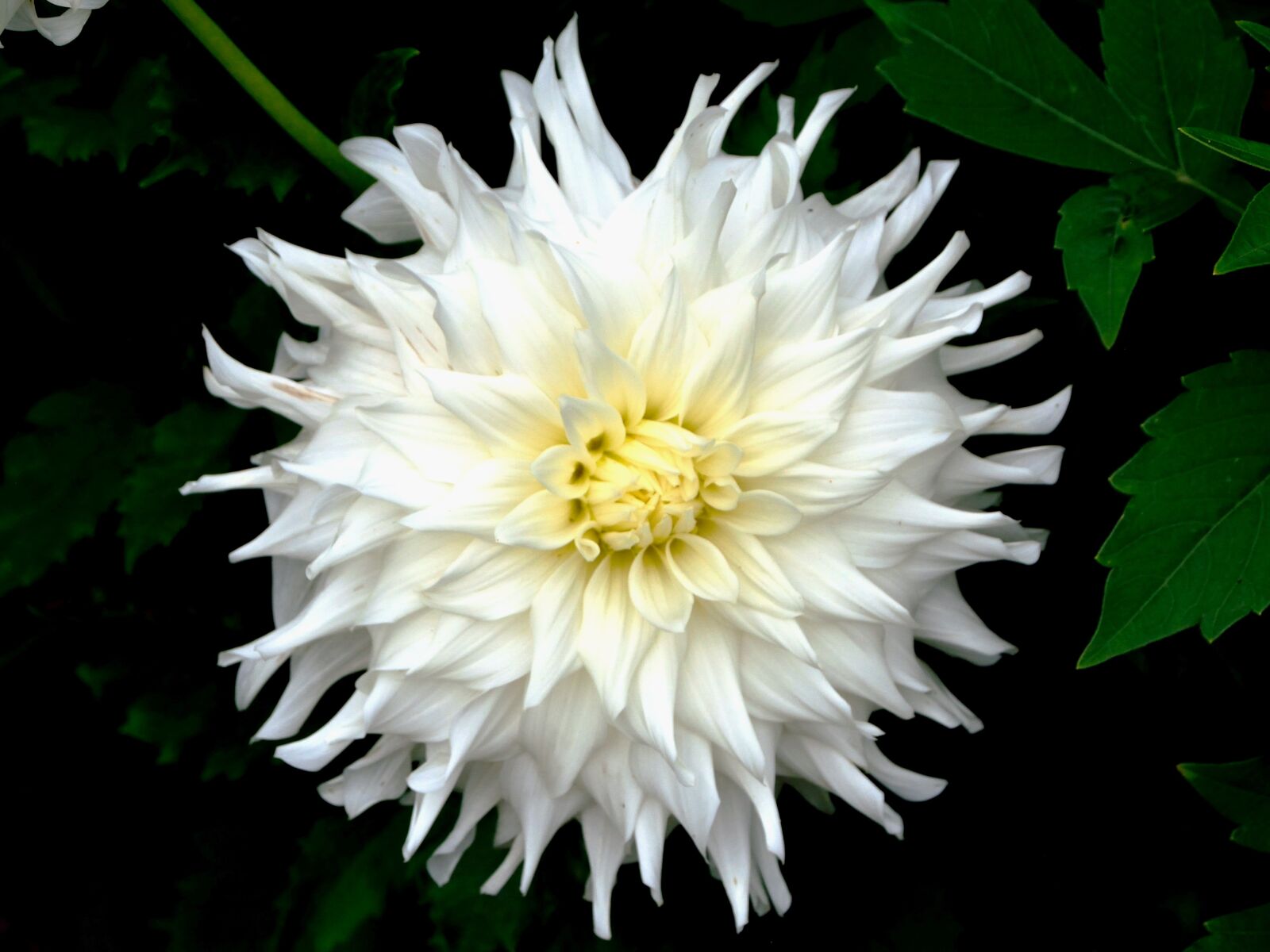 Nikon D5200 sample photo. Dahlia, white, yellow photography