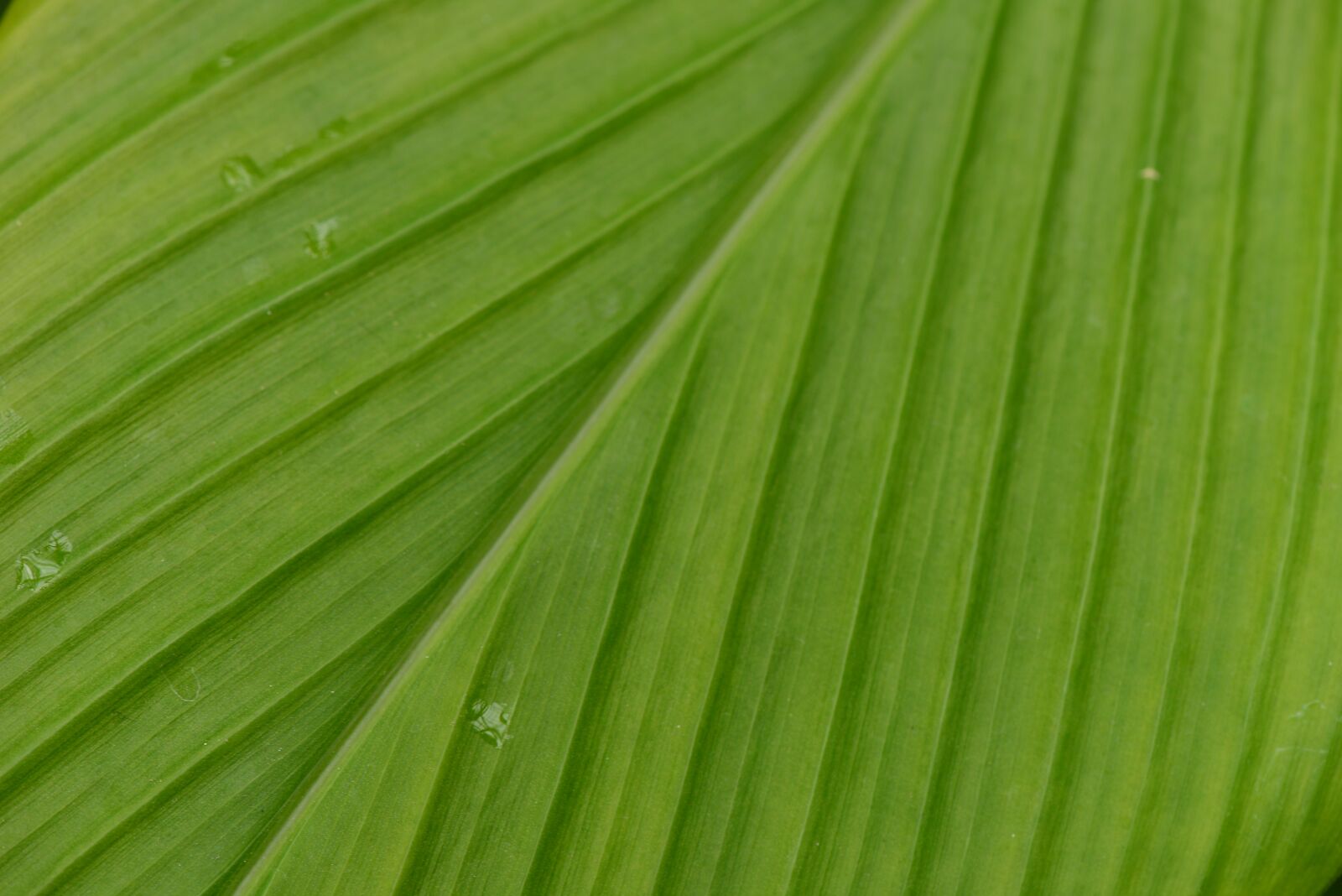 Nikon D600 sample photo. Leaf, zoom, leaf veins photography