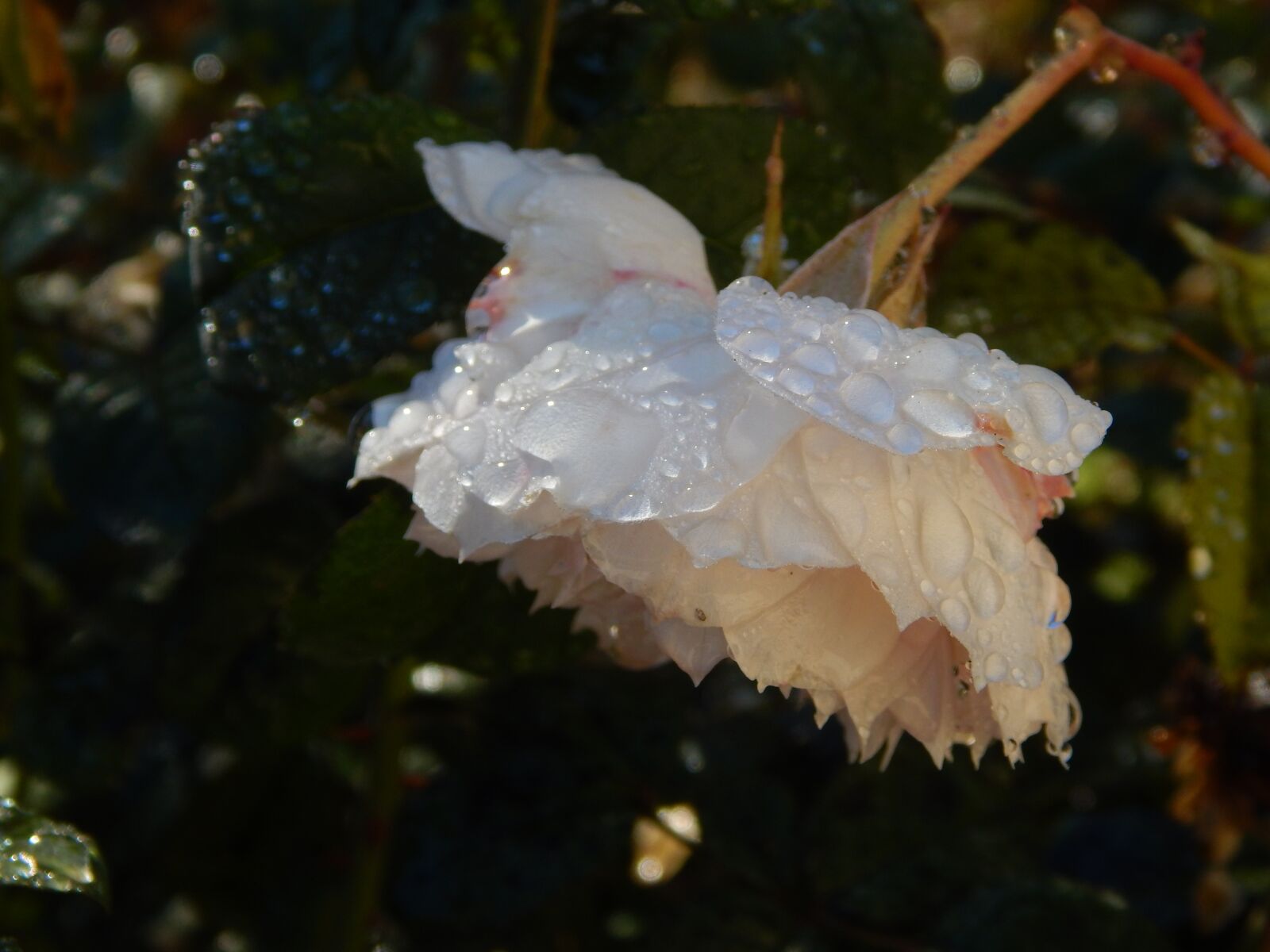 Nikon Coolpix L830 sample photo. Rose, english rose, white photography