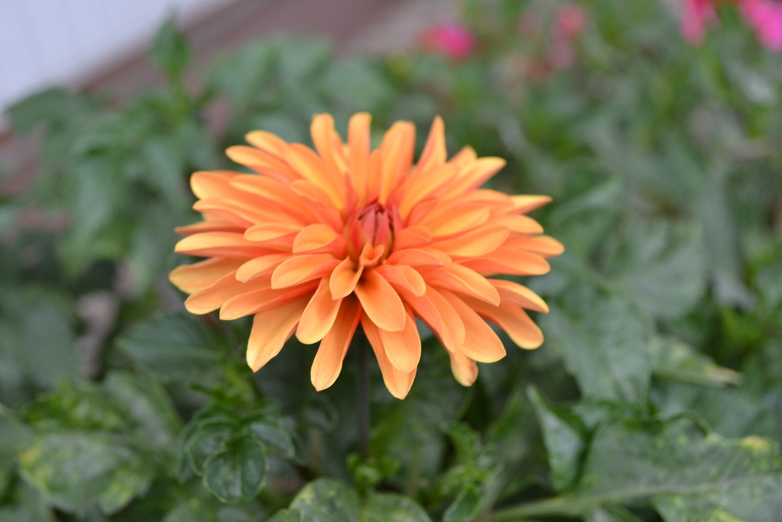 Nikon D3100 sample photo. Flower, orange, bloom photography