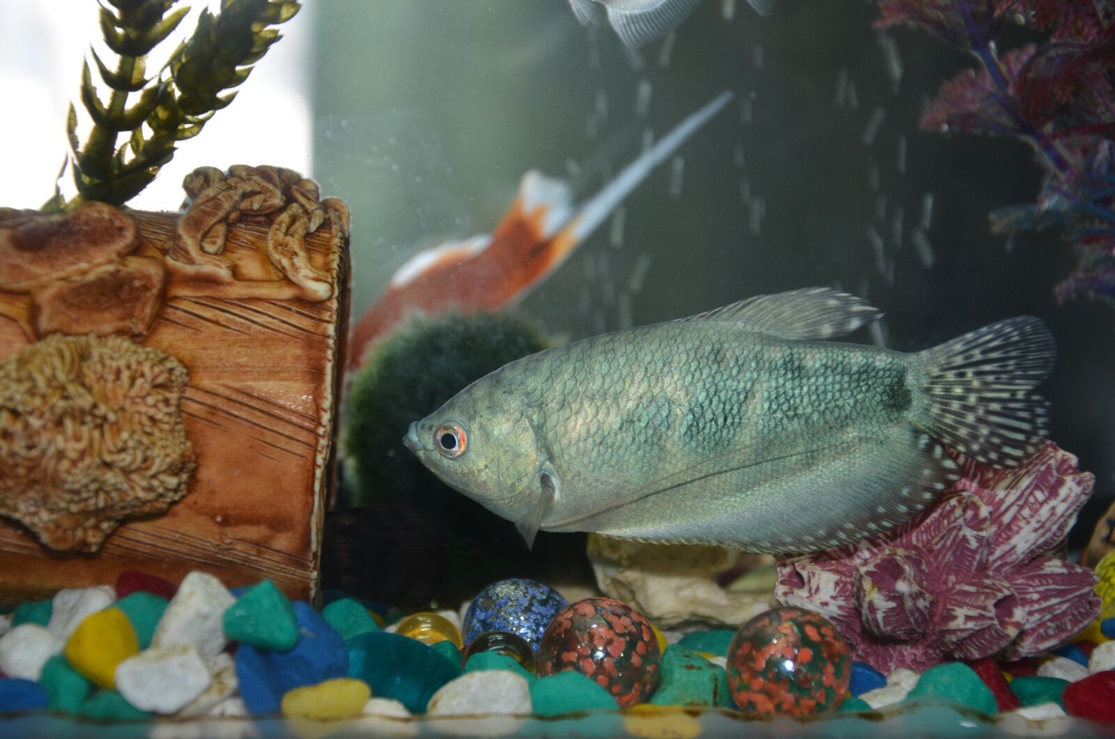 Nikon D7000 sample photo. Fish, aquarium, water photography